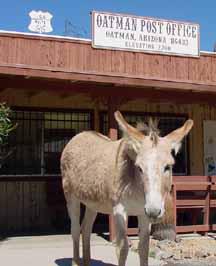 Burro in front of Oatman, Arizona Post Office